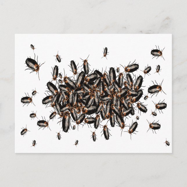 Carte postale Cockroaches à la tête de la mort (Devant)