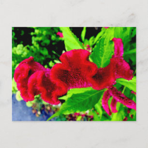 Carte Postale Cockscomb Celosia Cristata Postcard