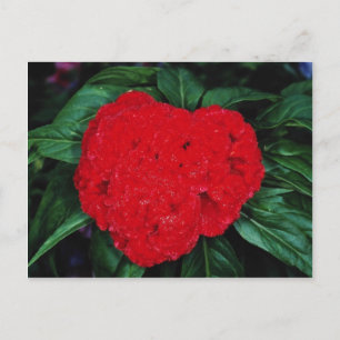 Carte Postale Cockscomb, fleurs des Indes orientales