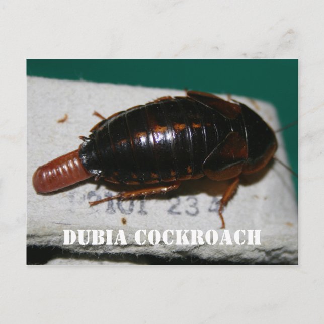 Carte Postale Cocktail de Dubia avec sac d'oeuf (Devant)