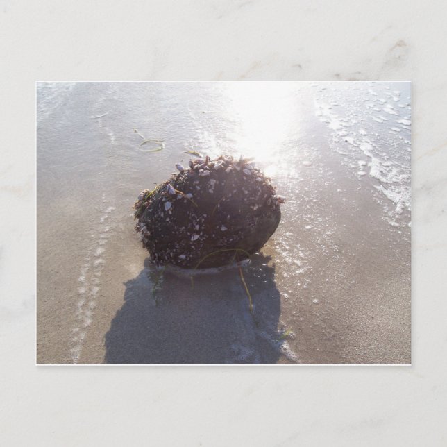 Carte Postale Coconut (Devant)