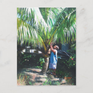 Carte Postale Coconut Shade 2014