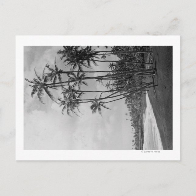 Carte Postale Cocotiers - photographie d'îles hawaïennes (Devant)