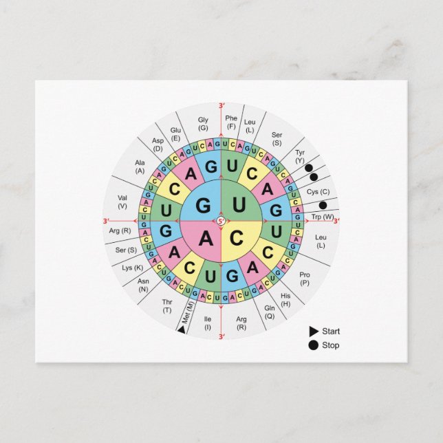 Carte postale Codons Amino Acids Graphique Code gé (Devant)