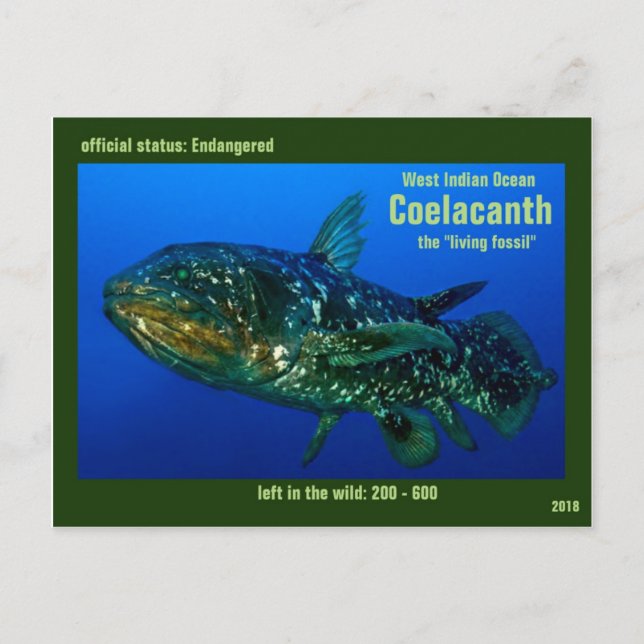 Carte Postale Coelaconth, "les poissons fossiles vivants" est (Devant)