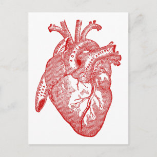 Carte Postale Coeur Anatomique Rouge