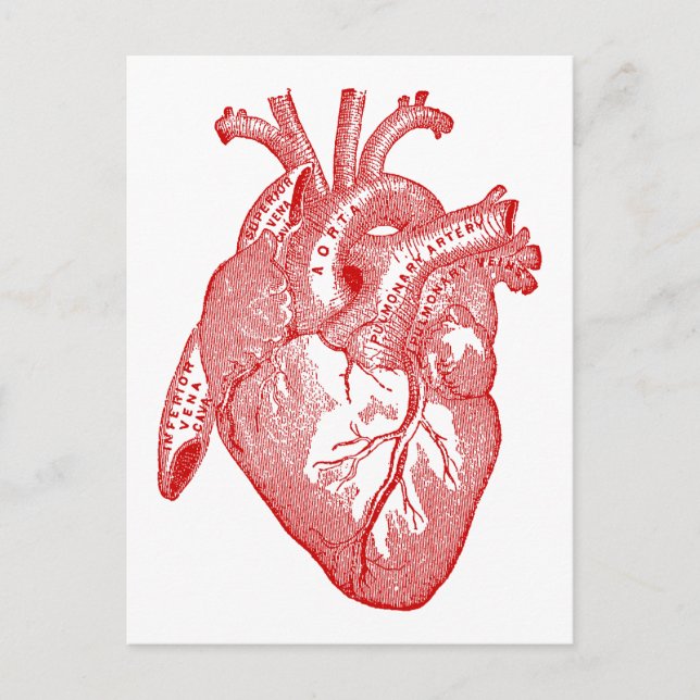 Carte Postale Coeur Anatomique Rouge (Devant)
