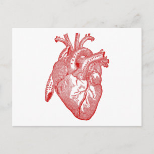 Carte Postale Coeur Anatomique Rouge