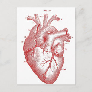 Carte Postale Coeur anatomique rouge