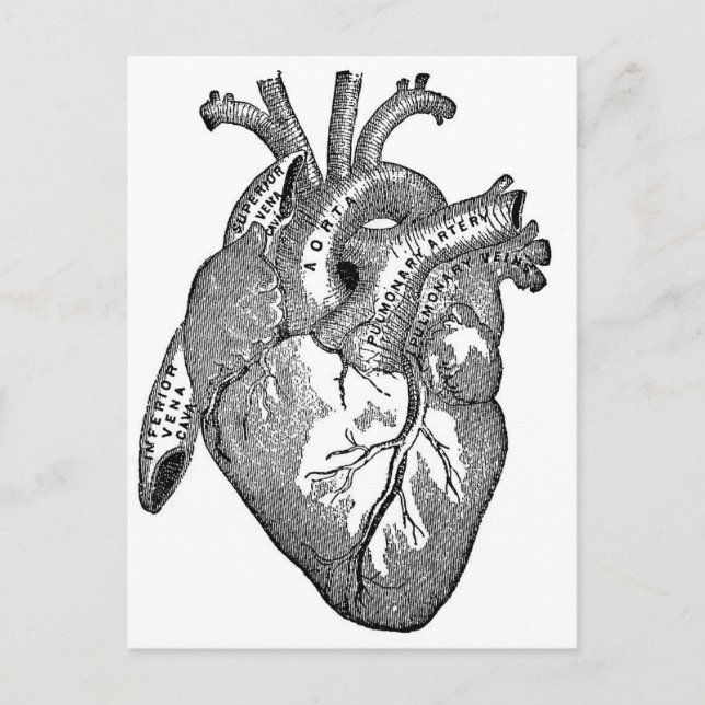 Carte Postale Coeur anatomique vintage (Devant)