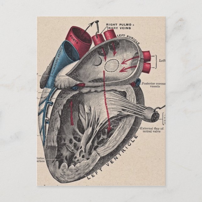 Carte Postale Coeur anatomique vintage (Devant)