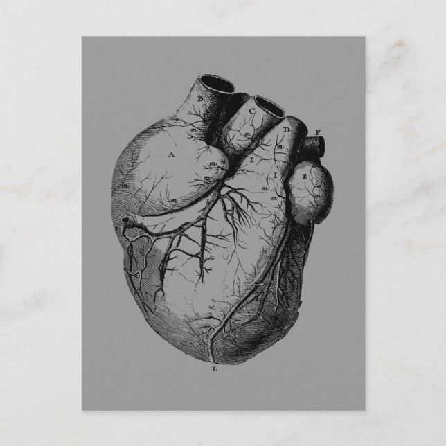 Carte Postale Coeur anatomiquement correct (Devant)