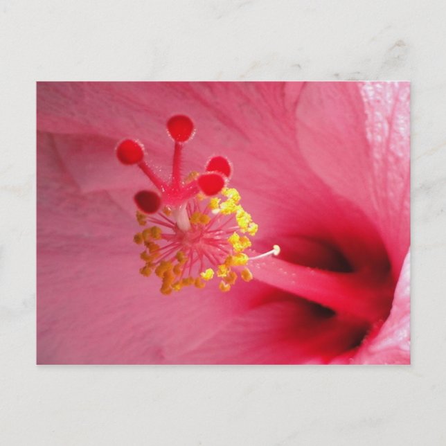 Carte Postale coeur hibiscus (Devant)