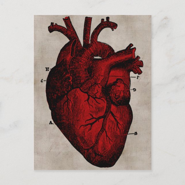 Carte postale Coeur humain (Devant)
