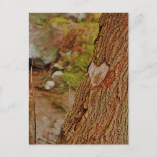Carte Postale Coeur sculpté dans l'arbre
