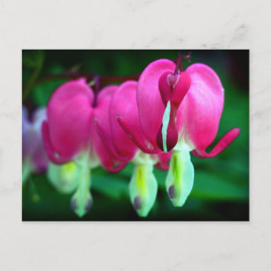 Carte Postale Coeurs