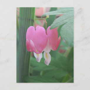 Carte Postale Coeurs Saignants~ Deux Coeurs Comme Un