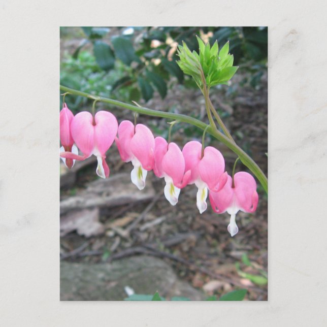 Carte postale Coeurs saignants roses (Devant)