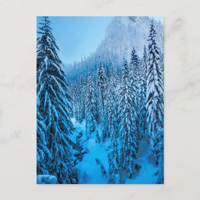 Carte Postale Col de Snoqualmie, État de Washington. (Devant)