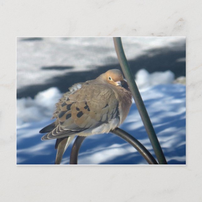 Carte Postale Cold Dove 1 (Devant)