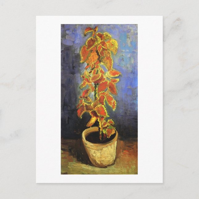 Carte Postale Coleus Plante dans un pot de fleurs, Vincent van G (Devant)