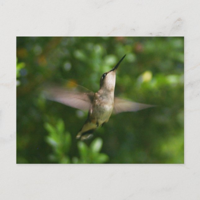 Carte postale Colibri (Devant)