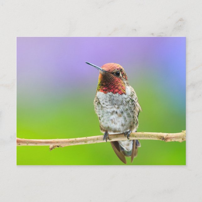 Carte postale Colibri (Devant)