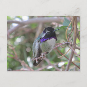 Carte postale Colibri
