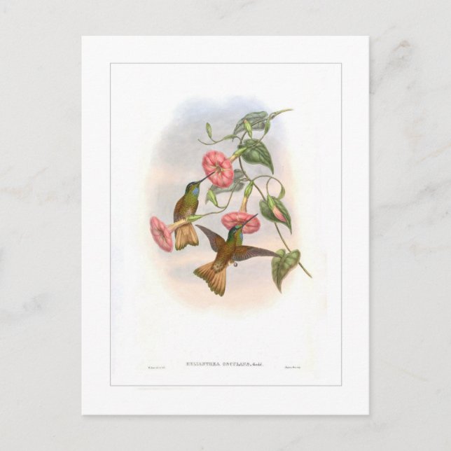 Carte Postale Colibri (Devant)