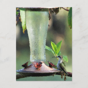 Carte Postale Colibri