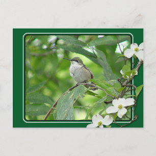 Carte postale Colibri