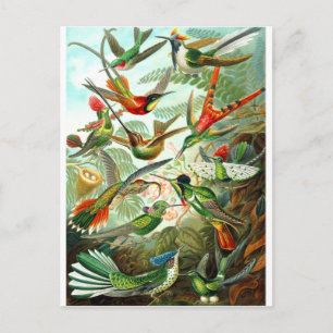 Carte Postale Colibri