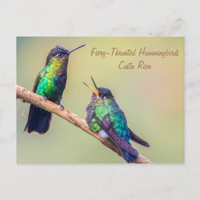 Carte Postale Colibri (Devant)