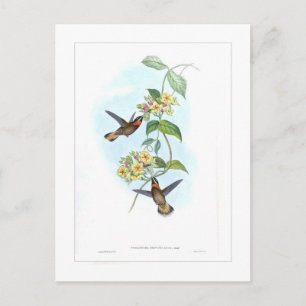 Carte Postale Colibri