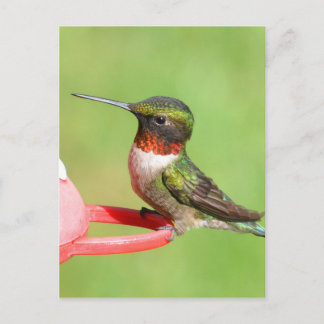 Carte postale Colibri