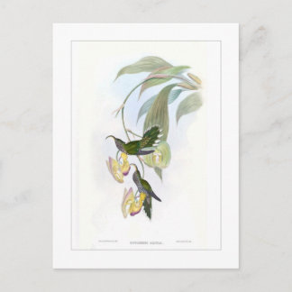 Carte Postale Colibri