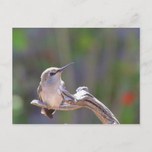 Carte Postale Colibri