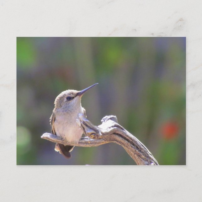 Carte Postale Colibri (Devant)