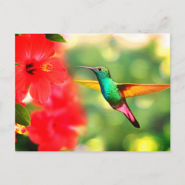 Carte Postale Colibri (Devant)