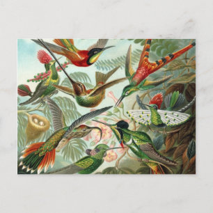 Carte postale Colibri