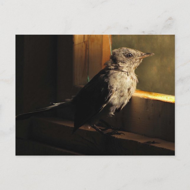 Carte Postale Colibri (Devant)