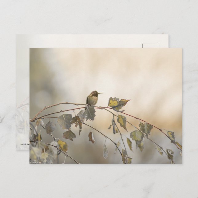 Carte Postale Colibri 5265 (Devant / Derrière)