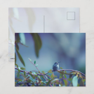Carte Postale Colibri 5738