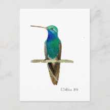 Colibri à bec large