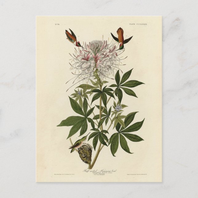 Carte Postale Colibri à col roux, Audubon Birds of America (Devant)
