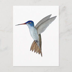 Carte Postale Colibri à couronne violette