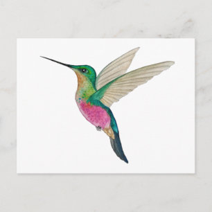 Carte Postale Colibri à gorge bleue femelle
