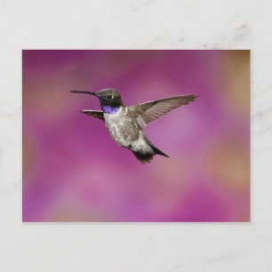 Carte Postale Colibri à gorge noire, Archilochus