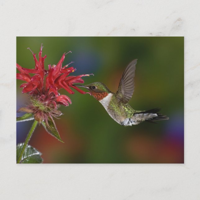 Carte Postale Colibri à gorge rubis (Devant)