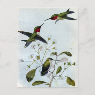 Carte Postale Colibri à gorge rubis